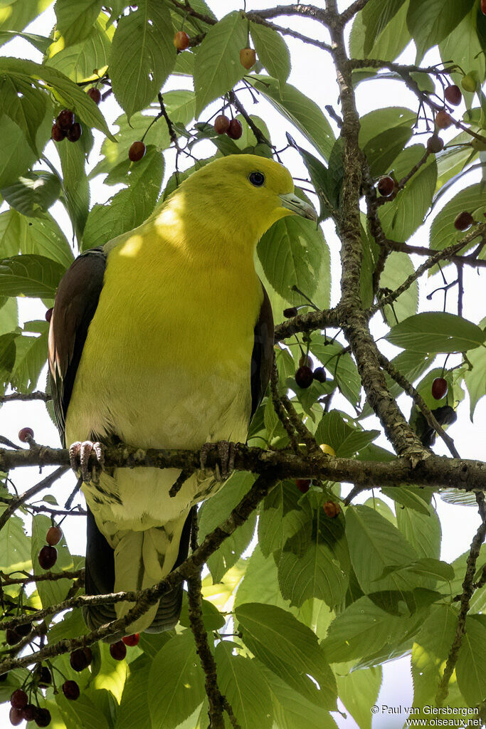 White-bellied Green Pigeonadult
