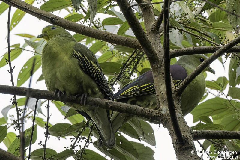 Sri Lanka Green Pigeonadult