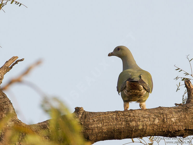 Bruce's Green Pigeon