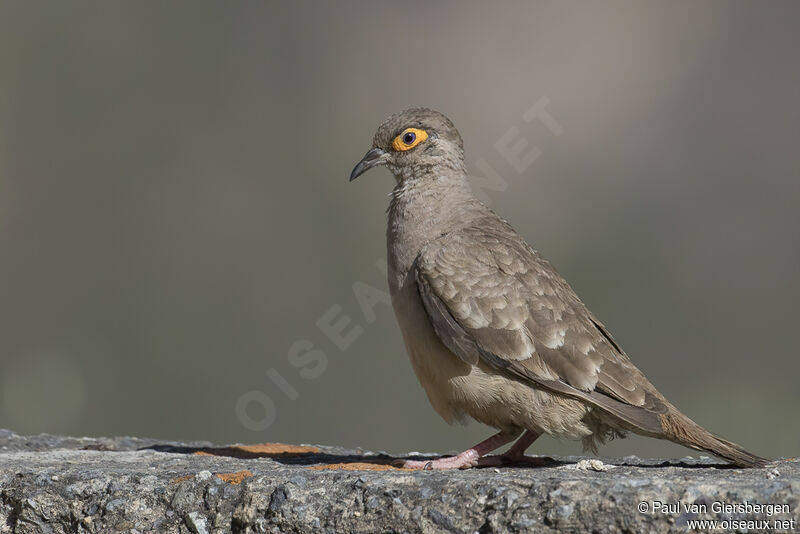 Bare-faced Ground Doveadult