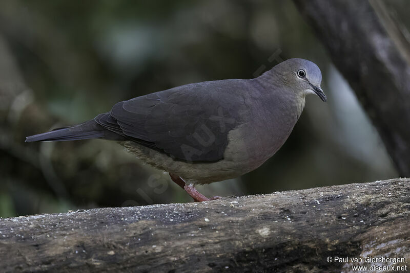 Tolima Doveadult