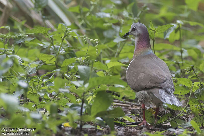 Colombe de la Jamaïqueadulte, habitat