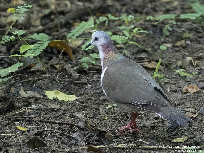 Colombe de la Jamaïqueadulte