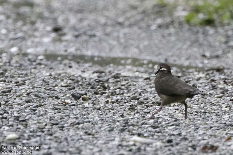 Olive-backed Quail-Doveadult, pigmentation, walking