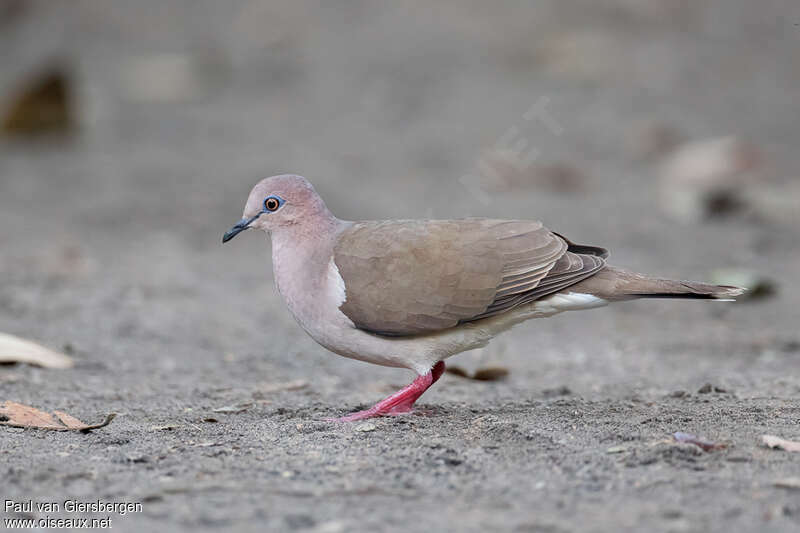 White-tipped Doveadult, identification