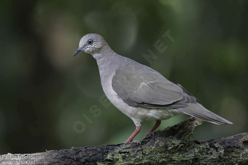 Colombe de Verreauxadulte, identification