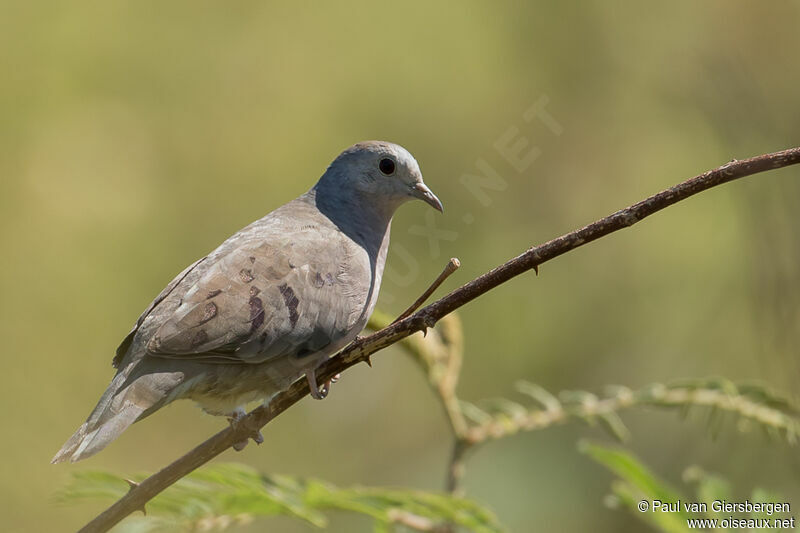 Plain-breasted Ground Doveadult