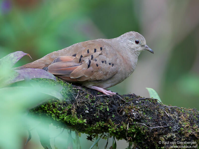 Ruddy Ground Doveadult