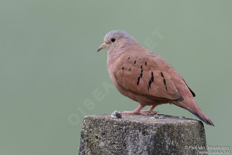 Ruddy Ground Doveadult