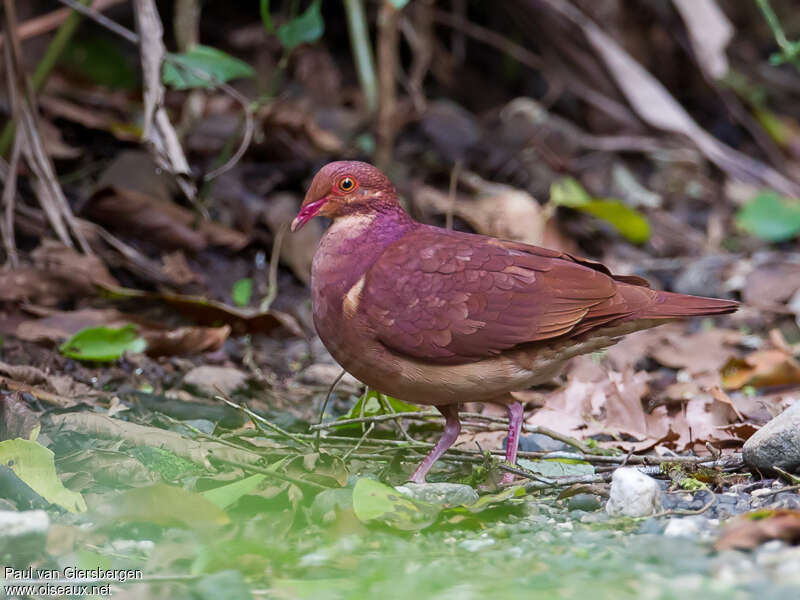 Colombe rouvioletteadulte, identification