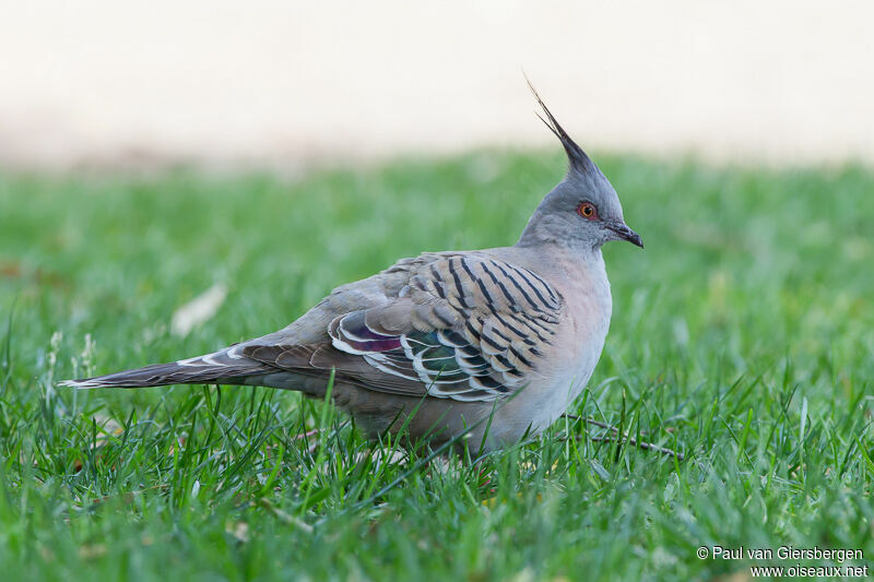 Crested Pigeon