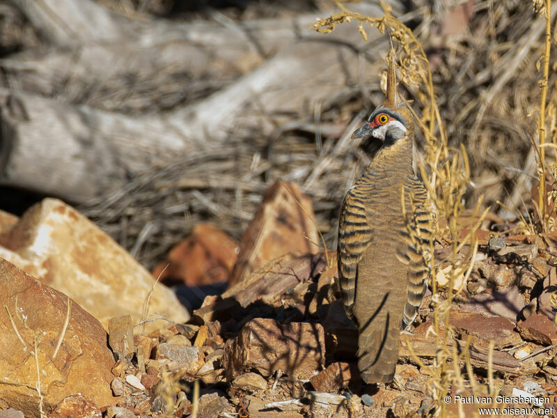 Spinifex Pigeonadult