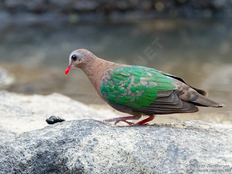 Common Emerald Dove