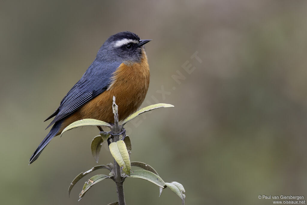 White-browed Conebill