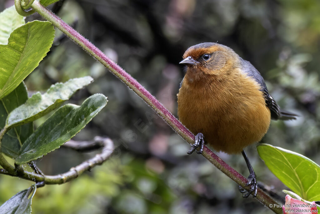 Rufous-browed Conebilladult