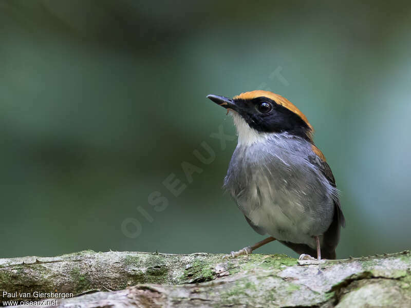 Black-cheeked Gnateater