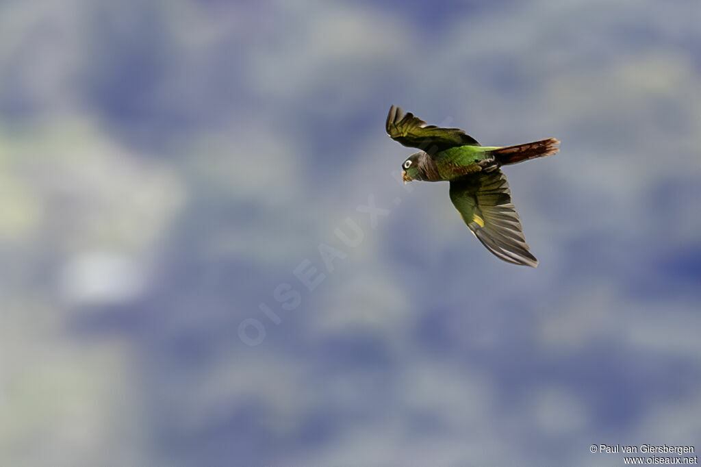 Conure à poitrine bruneadulte