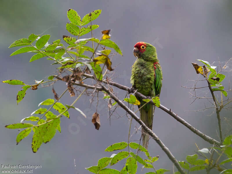 Conure à tête rougeadulte, identification