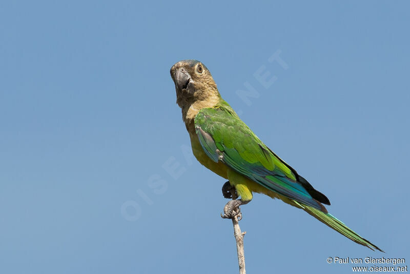 Conure cuivréeadulte