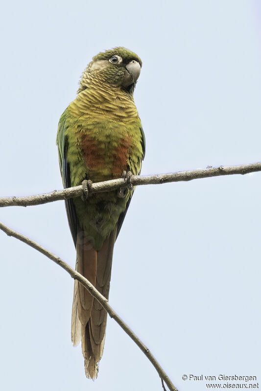 Blaze-winged Parakeetadult