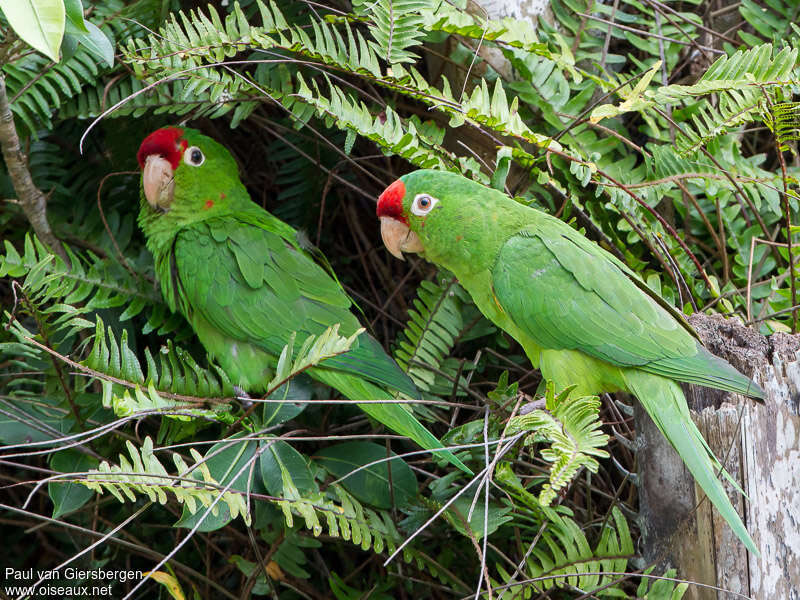 Finsch's Parakeetadult, identification