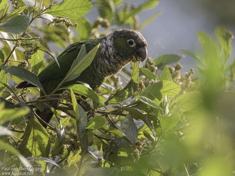 Maroon-tailed Parakeetadult, habitat, feeding habits