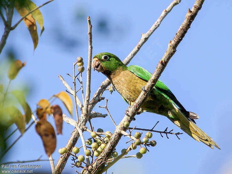 Olive-throated Parakeetadult, eats