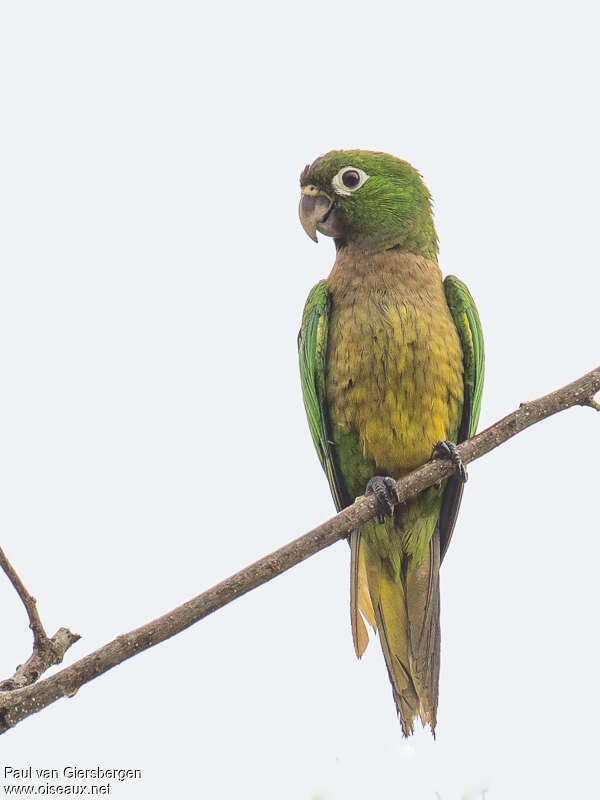 Conure naineadulte, portrait