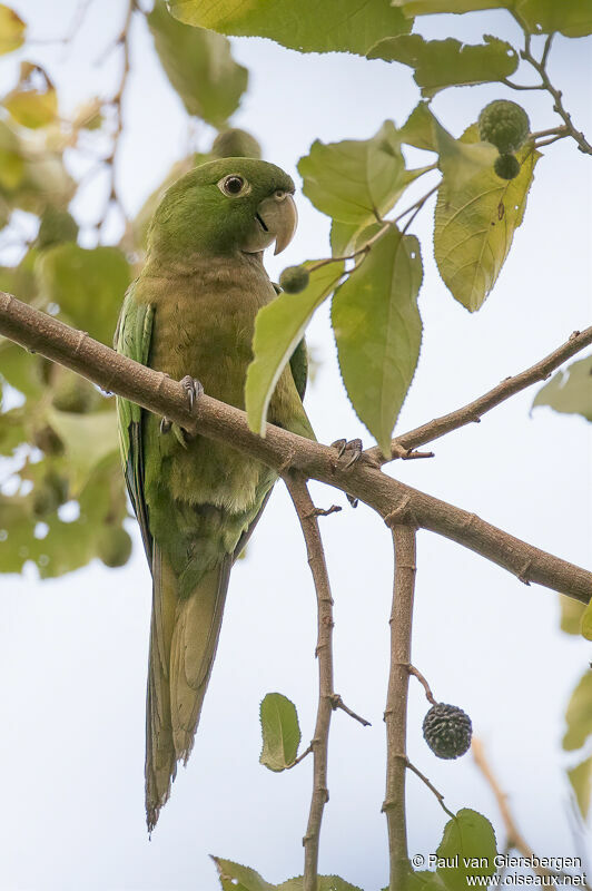 Conure naineadulte