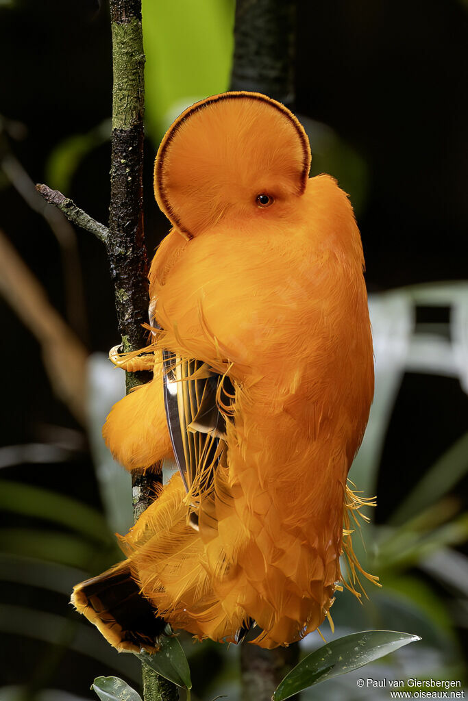 Coq-de-roche orange mâle adulte