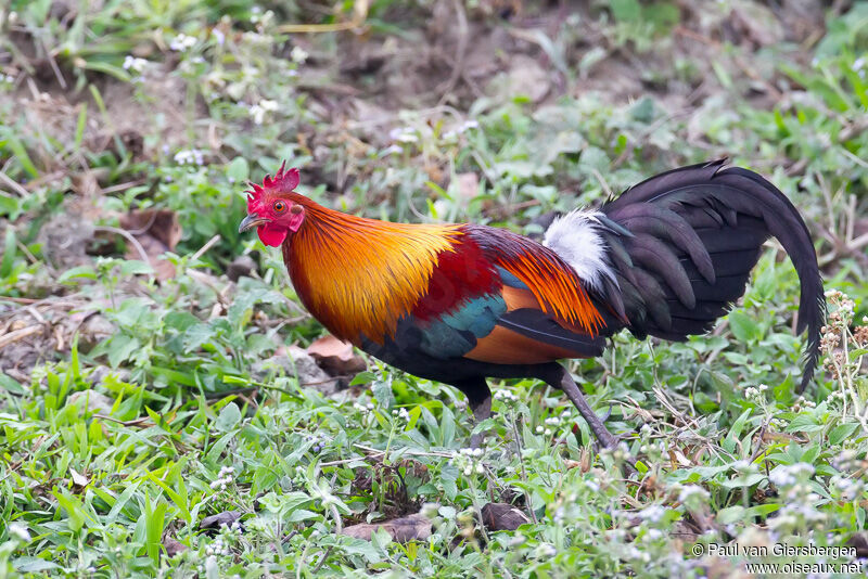 Red Junglefowl male adult