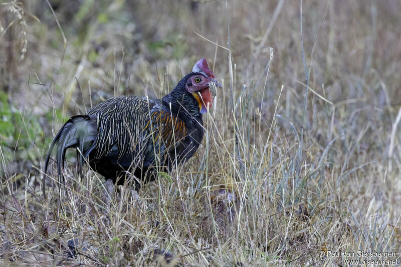 Green Junglefowl male adult