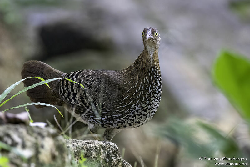 Coq de Lafayette femelle adulte