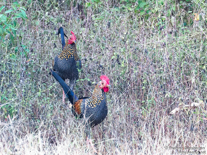 Grey Junglefowl