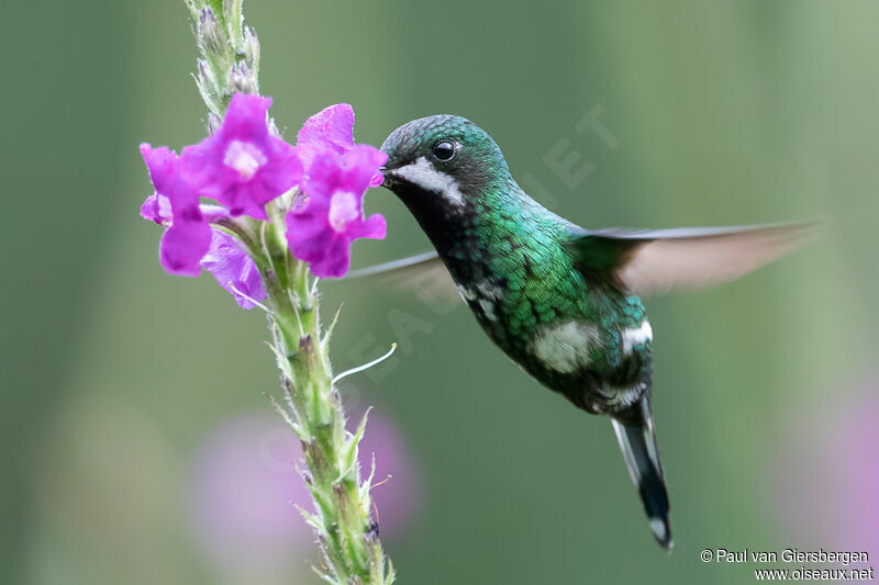 Green Thorntail female adult