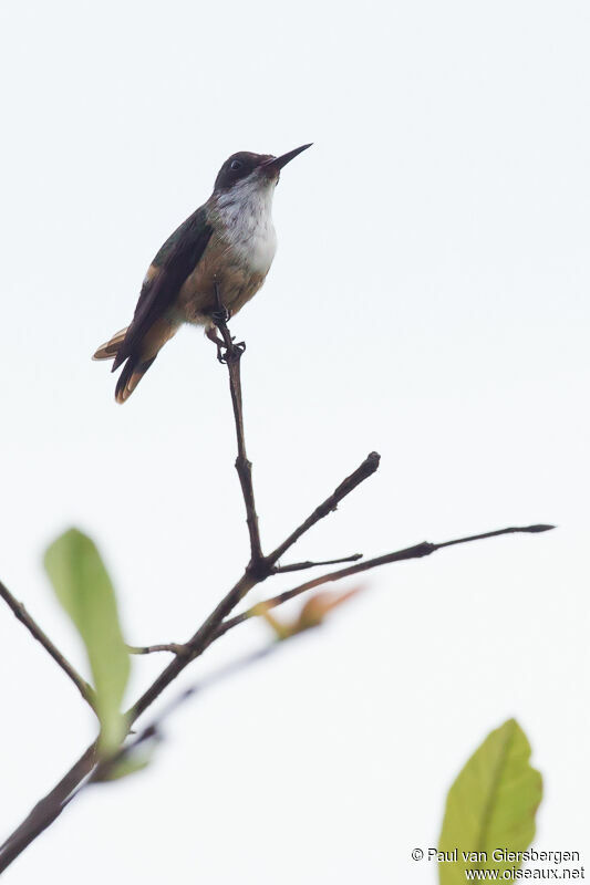 White-crested Coquette