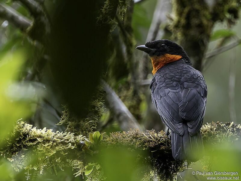 Red-ruffed Fruitcrowadult