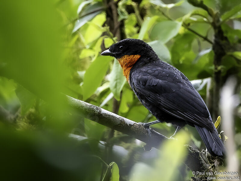 Red-ruffed Fruitcrowadult