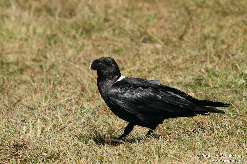 Corbeau à nuque blanche