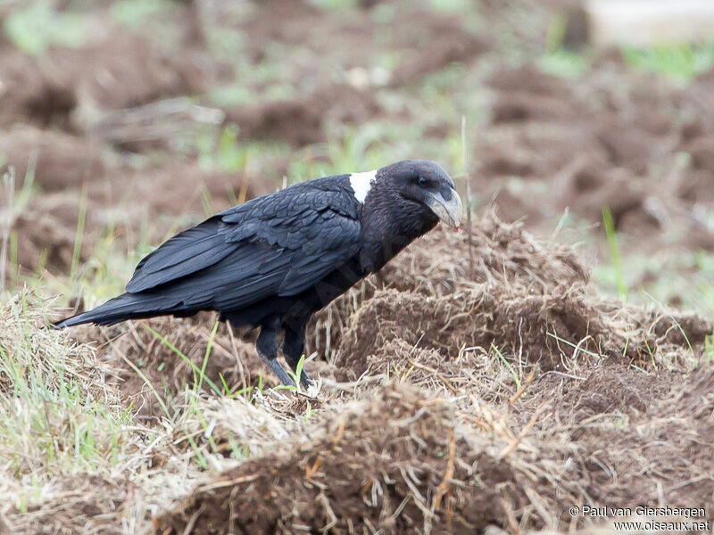 White-necked Raven