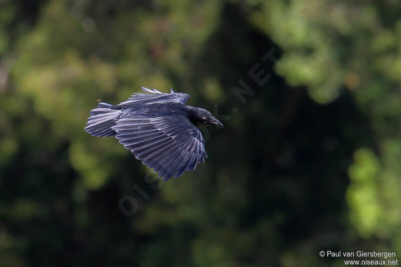 Corbeau à queue courte