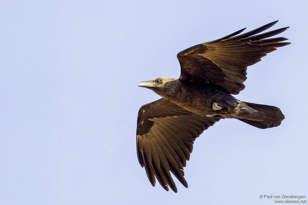 Corbeau d'Édithadulte
