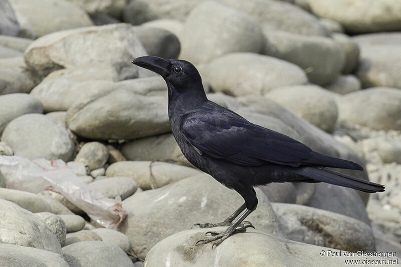 Corbeau de Levaillantadulte