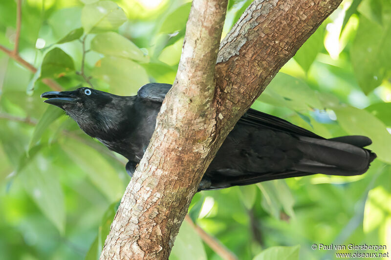 Torresian Crow