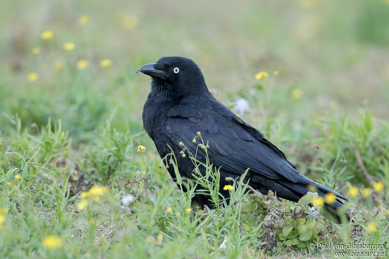 Corbeau de Torresadulte