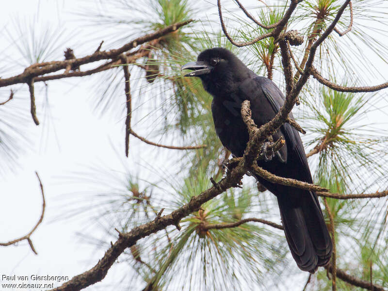 Corbeau des Philippinesadulte