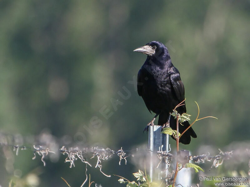 Corbeau freux