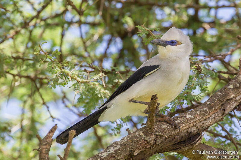 Stresemann's Bushcrow