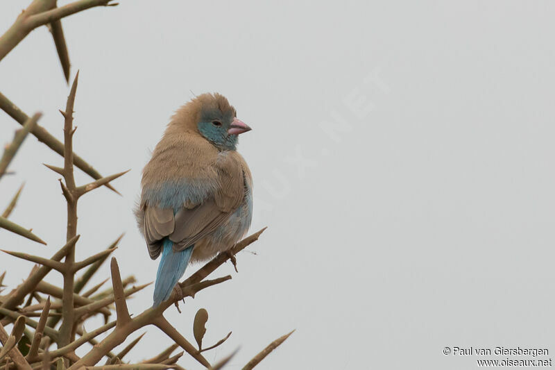 Cordonbleu cyanocéphale femelle adulte