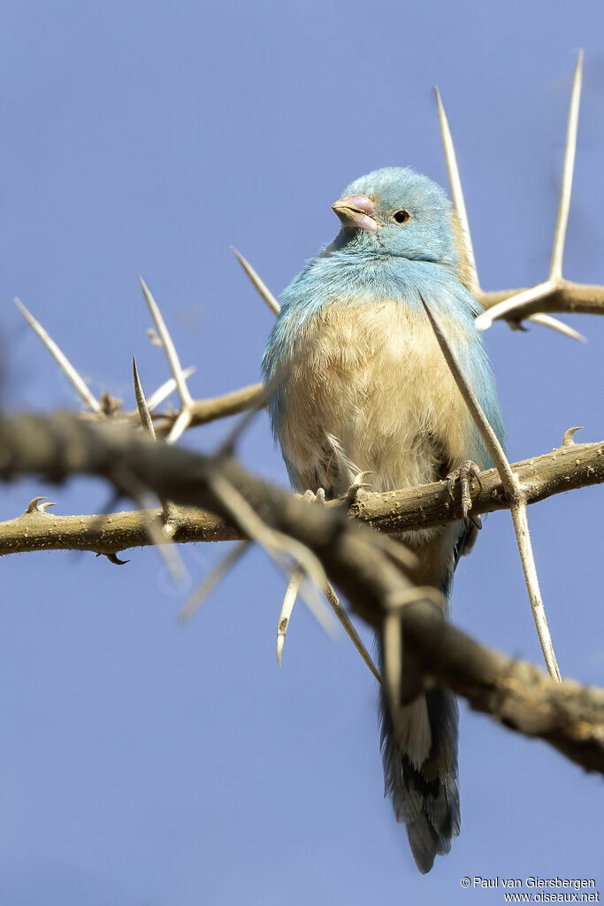 Cordonbleu cyanocéphaleadulte